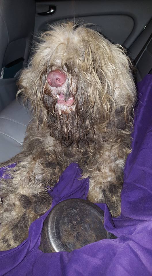 ケアレスでモップのようになった毛 酷い状態で道路に捨てられていた犬 わんちゃんホンポ
