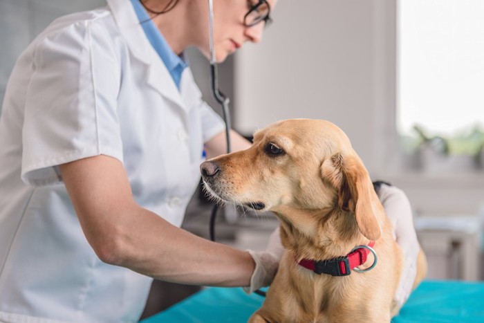 病院で獣医師に診察される犬