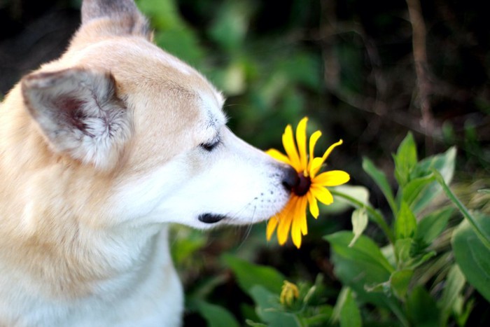 黄色い花へ鼻を近づける犬
