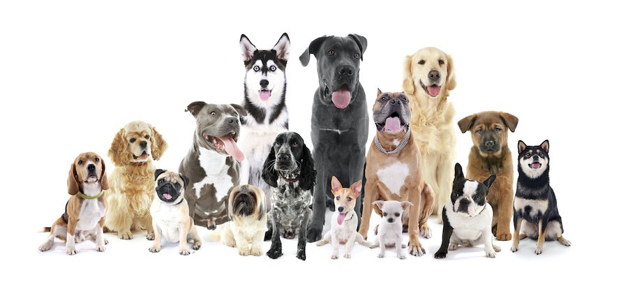 様々な犬種の犬たち