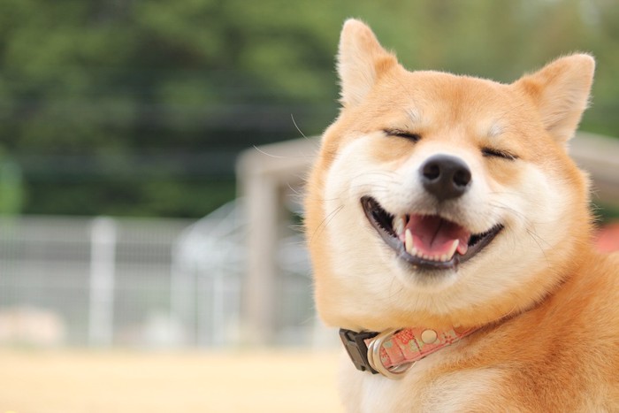 笑顔の綺麗な歯の柴犬