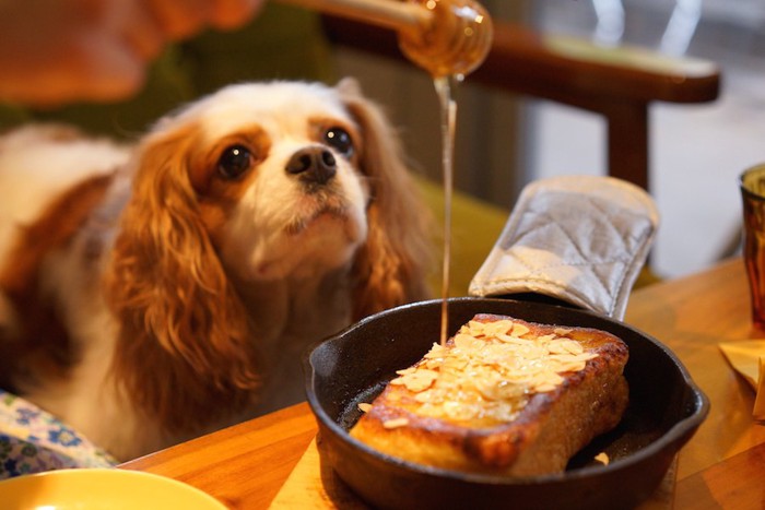 フレンチトーストにかけられるシロップに注目する犬