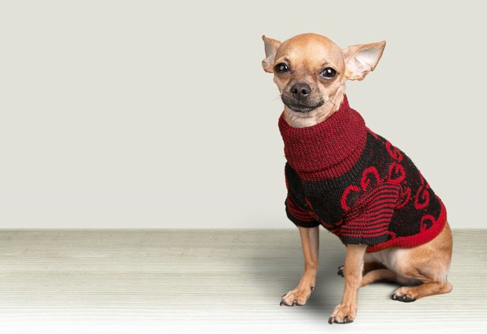 セーターを着ている犬の写真