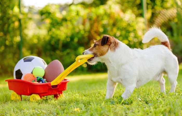 おもちゃを運ぶジャックラッセルテリアの子犬