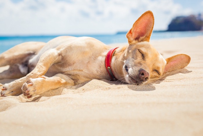砂浜で眠る赤い首輪を着けた犬