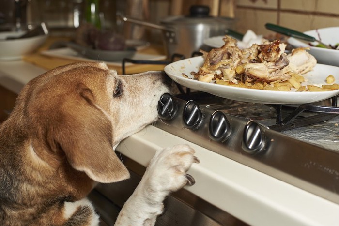 立ち上がってキッチンのご飯を見つめる犬