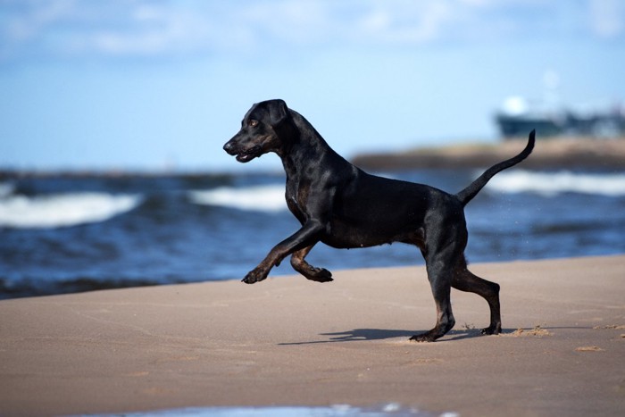 ビーチを走る黒い犬