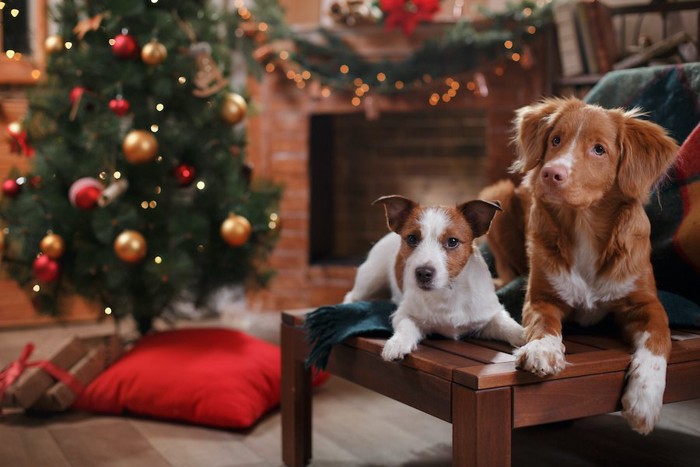 クリスマスの飾り付けをした部屋でくつろぐ二匹の犬