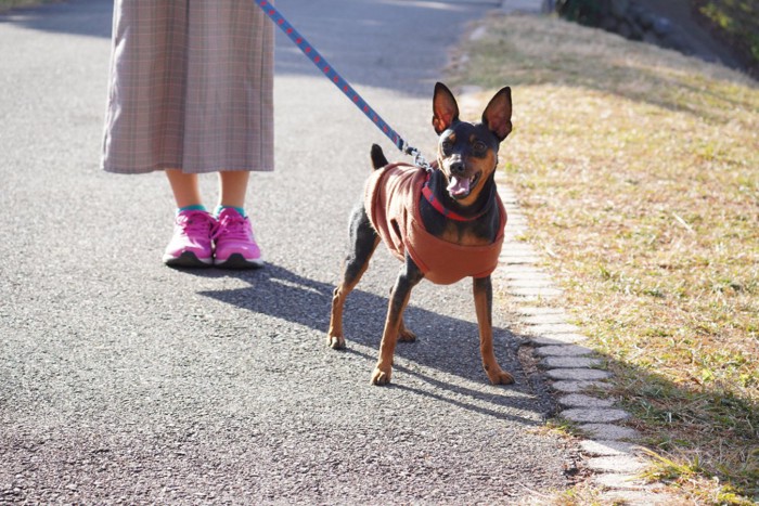 服を着て散歩する犬