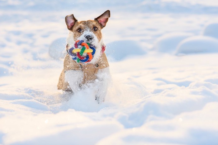 雪の中でオモチャで遊ぶ犬