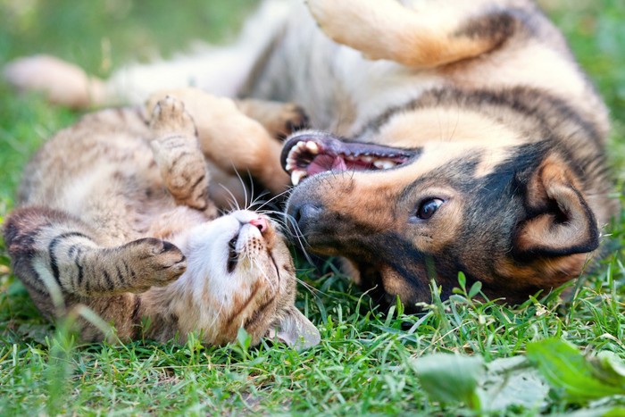 芝生に寝転んで遊ぶ犬と猫