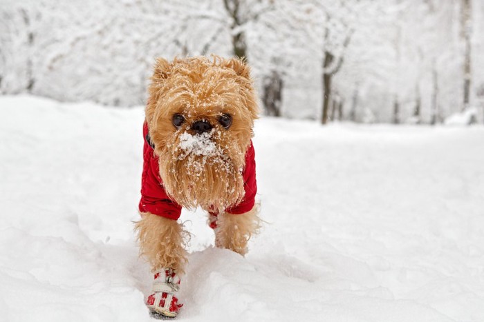 赤い服と靴を履いて雪の中を歩くブリュッセルグリフォン