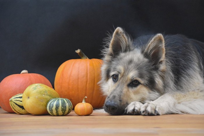 かぼちゃと伏せをする犬