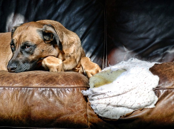 革を剥がされたソファーと垂れ耳の犬