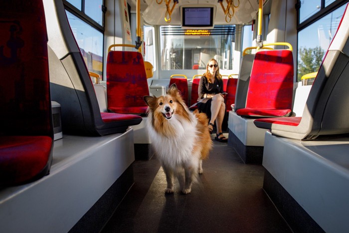 犬が乗車している海外の電車