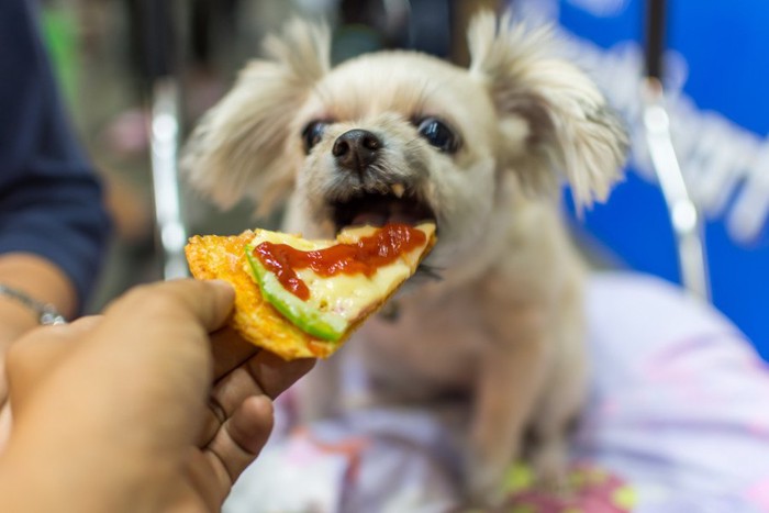 人間の食事と犬