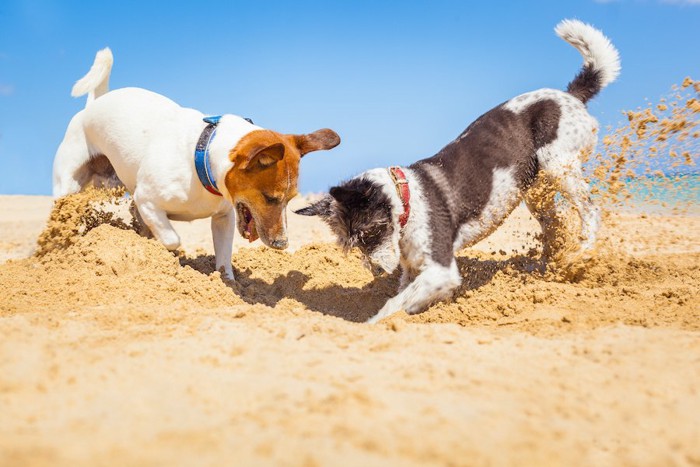 地面に穴を掘って遊ぶ2匹の犬