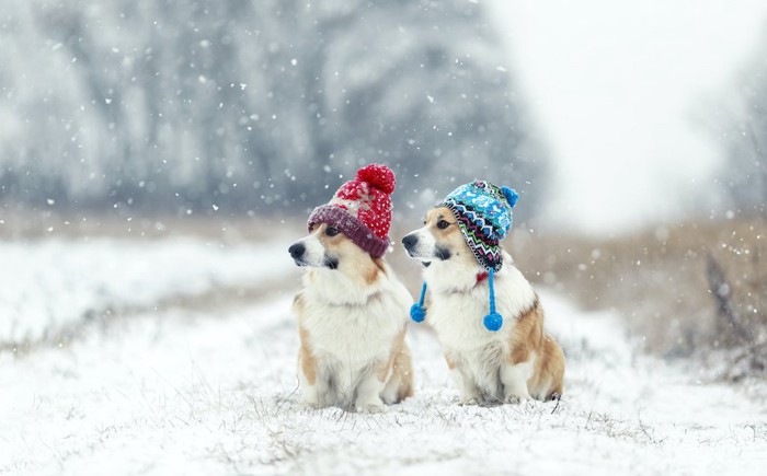 雪の中に立つ赤と青の帽子を被った2匹のコーギー