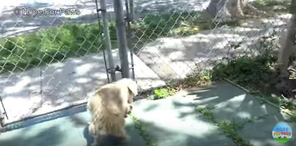 フェンスの外に逃げようとする犬