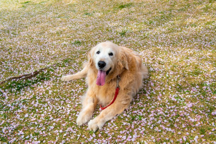 芝生に桜の花びら、ゴールデン