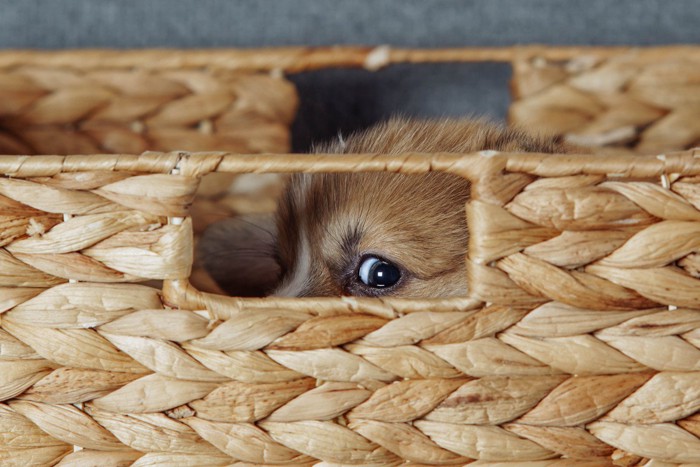 籠に隠れて見ている犬