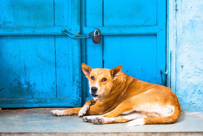 青いドアの前に寝そべる犬