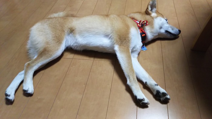 床に寝そべる柴犬