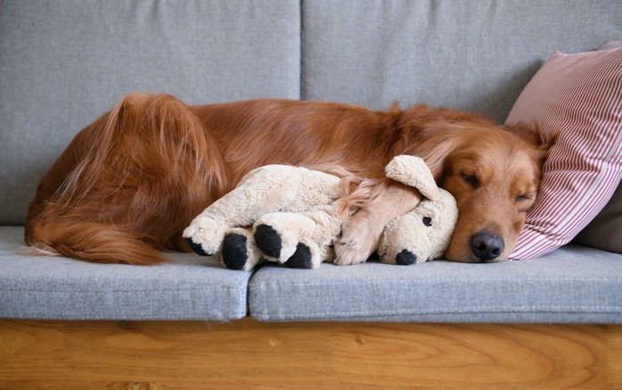ぬいぐるみを抱きしめてソファーで眠る犬