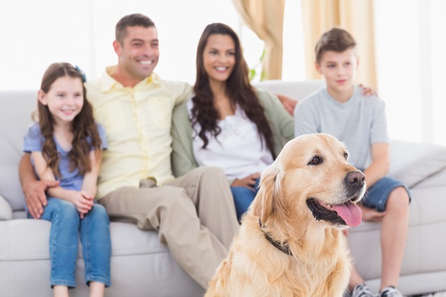 家族でテレビを楽しんでいる犬