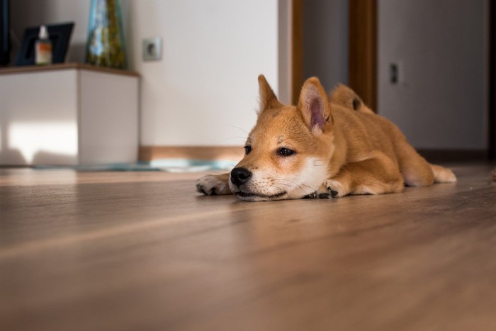 床に寝る柴犬