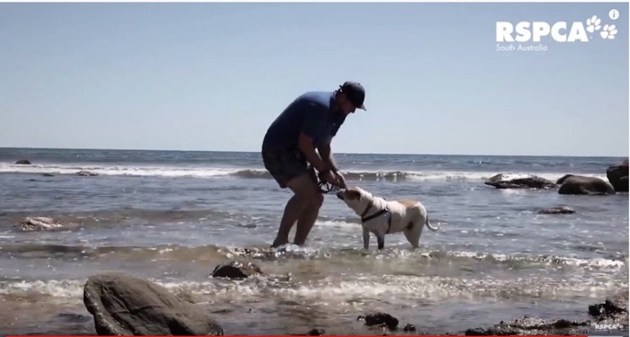 水際で遊ぶ男性と犬