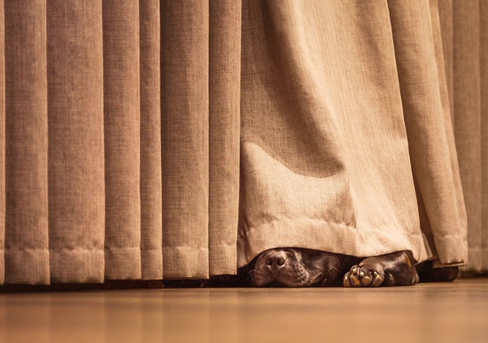 カーテンに隠れて寝る犬