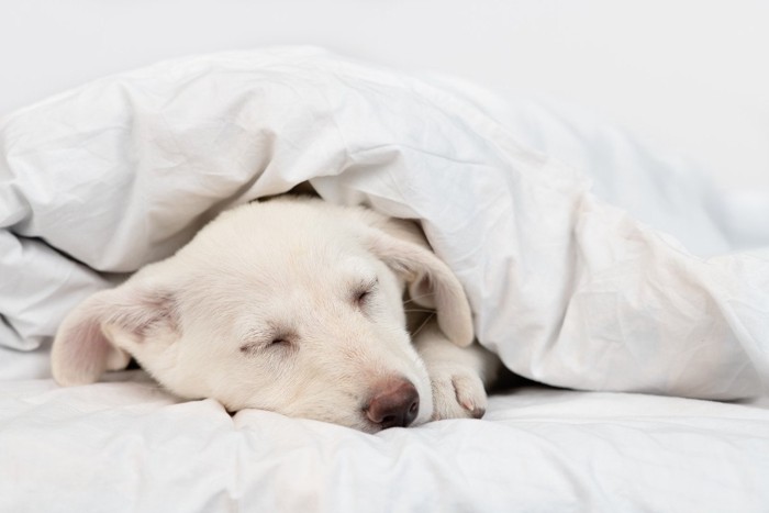 ベッドで眠る白犬