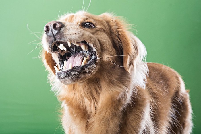 歯を剥いて激しく威嚇する犬