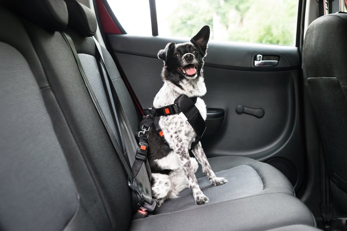 車の座席でシートベルトを装着した犬