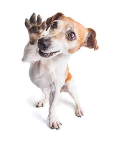 手を上げる犬