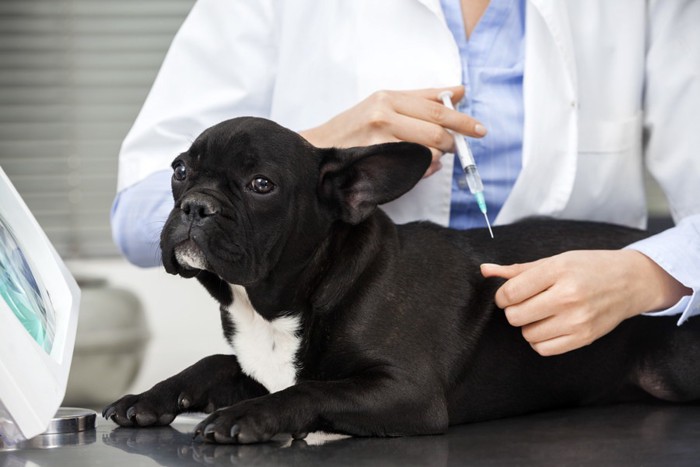 予防接種する犬