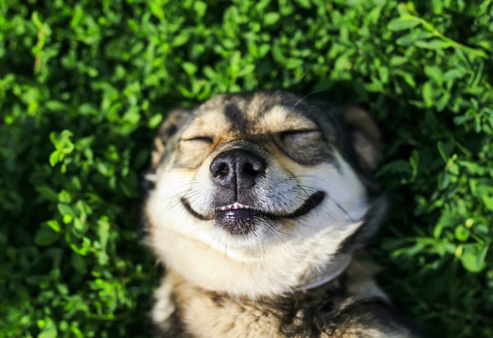 目を閉じて笑顔のような表情をしている犬