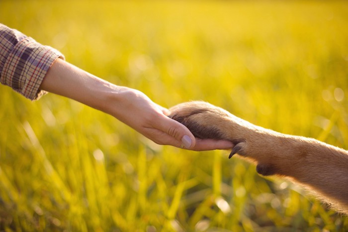 握手する犬と人の手