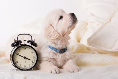 目覚まし時計と並んで伏せるゴールデンレトリバーの幼犬