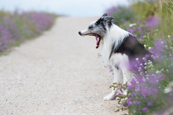 紫の花とあくびをする犬
