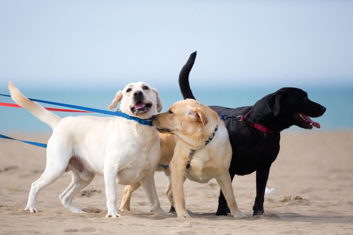 一緒に浜辺を散歩する三匹の犬