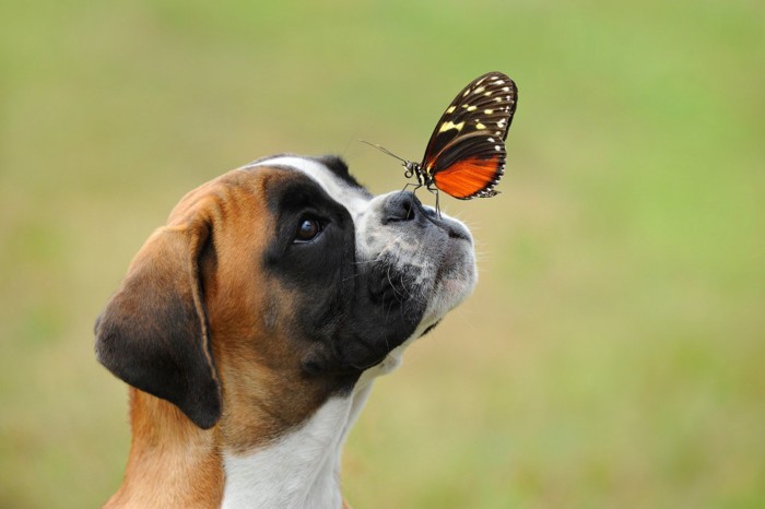草原で蝶と遊ぶ犬
