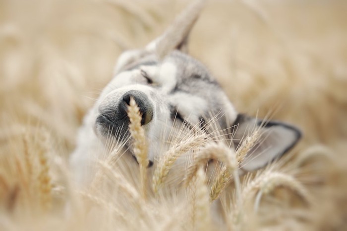 麦畑の中で目を閉じる犬