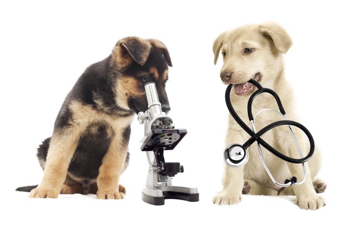 顕微鏡をのぞいている犬と聴診器をくわえている犬