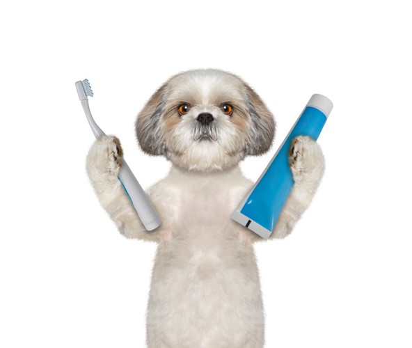 歯ブラシと歯磨き粉をもつ犬