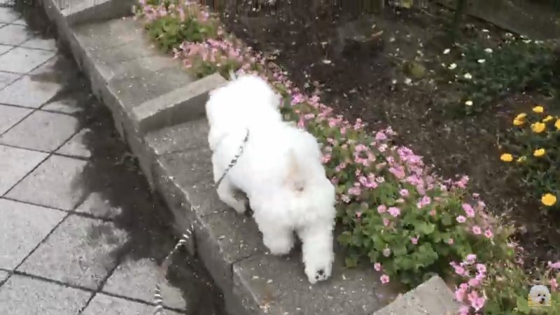 花壇の近くを歩く犬