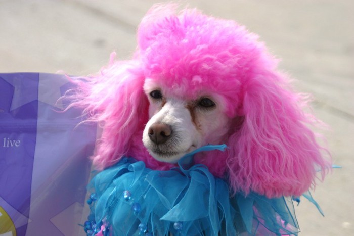 ピンクにカラーリングされている犬
