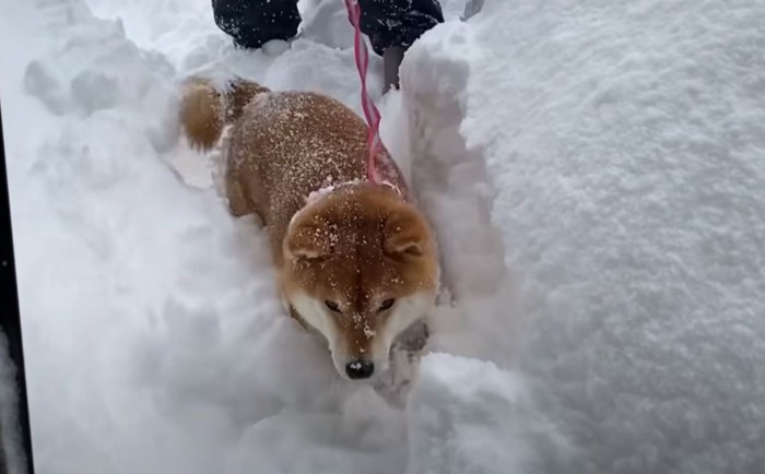 雪の中から出てくる犬