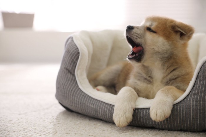 犬用ベッドであくびをする秋田犬